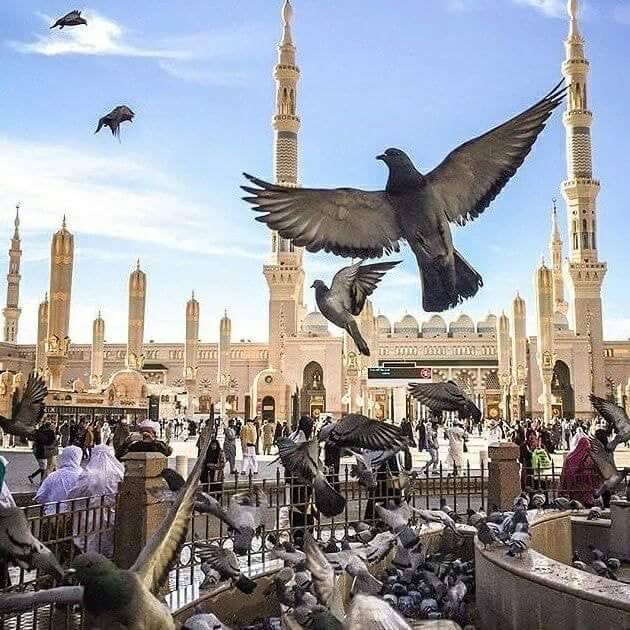 يا بائعاً في أرض طيبة عنبرا بجوار أحمد لا تبيع العنبرا
إن الصلاة على النبي وآله يشدو بها من شاء أن يتعطرا
صلوا على خير البرية تغنموا عشرًا يصلّيها المليك الأعظمُ
مَن زادها ربي يفرّج همهُ والذنب يُعفى والنفوس تُنَعمُ
يا خاتمَ الرسل الكرام محمدٌ بالوحي والقرآن كنتَ مُطهرا