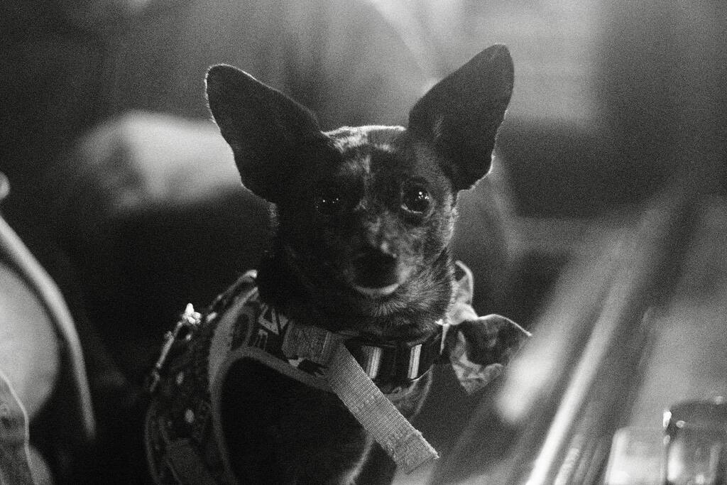 lagbot's tweet image. Some creatures I met instagr.am/p/CjZgPpBsOy7/