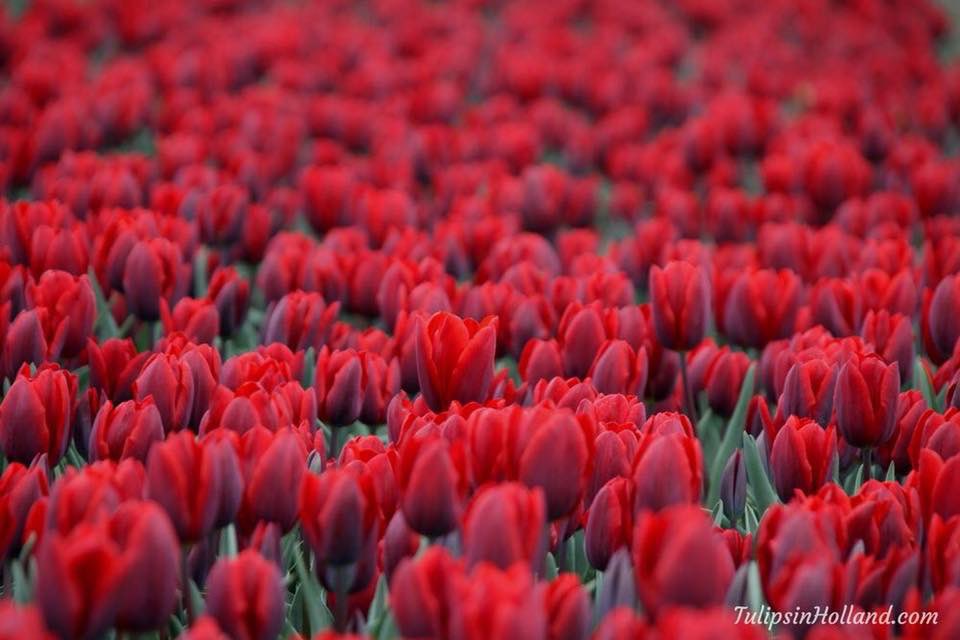 #Navaratri2022 

Red tulip ⚘