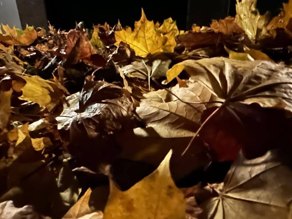 marlenebergman's tweet photo. Autumn in two pictures #morning #morningwalk #walk #friday #october7 #autumn #oxls #oxelösund #sweden #outdoors #leaves #redberroes #oxel https://t.co/6Xd2cm7vlv