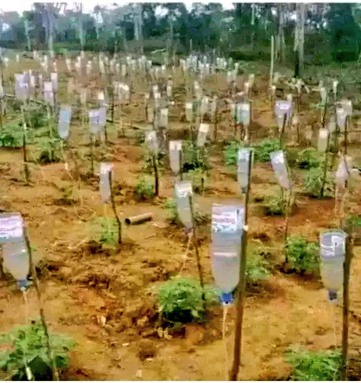 ProdGerald's tweet photo. Quand un médecin devient cultivateur ! https://t.co/7wBKbImHeL