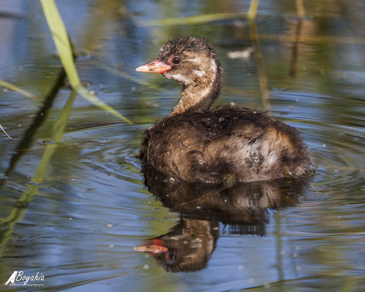 The little grebe (Tachybaptus ruficollis), also known as dabchick, is a member of the grebe family of water birds. It is commonly found in open bodies of water across most of its range.#wildlifephotography #birdphotography #birdwatching #BirdoftheYear #kuwait #BBC #natgeowild