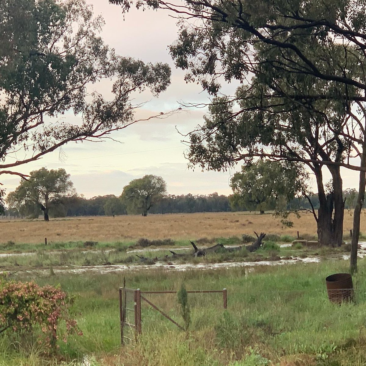 BlingCottage's tweet photo. I think we have found our Christmas Tree theme for this year Inland Sea!
Santa’s on surfboard’s, in tinnies, water birds, fish, garlands with sticks to represent snags &amp; missing fences, mozzie &amp; tiny vials of blood ornaments. 
😉

Please share if you have any other great ideas👍🏻 https://t.co/SE2C3oGEGf