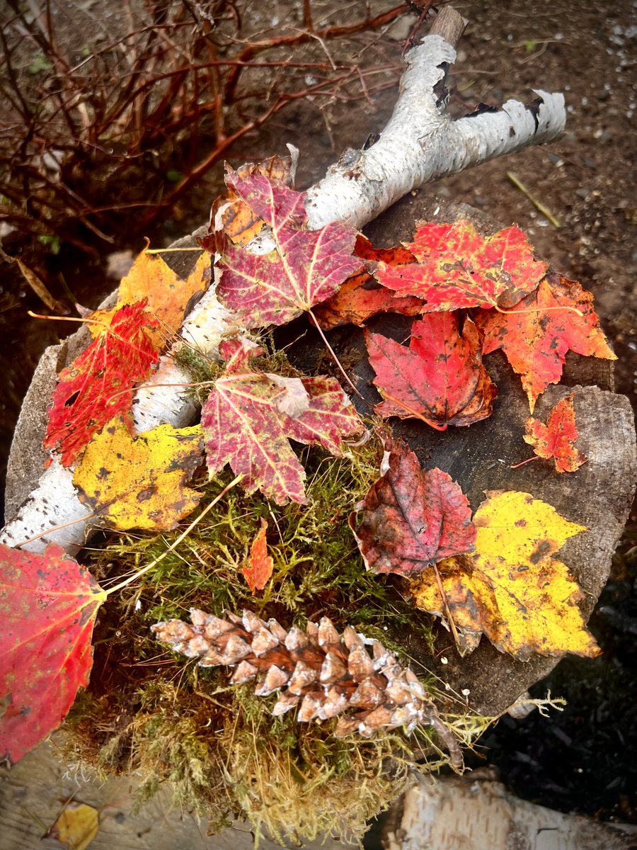 KellyBUGgirl's tweet photo. Beauty in the backyard. #fallColours #novaScotiaFall #YouThinkYouHaveTime https://t.co/Fls5Vq4Y62