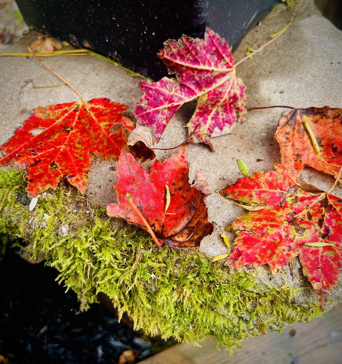 KellyBUGgirl's tweet photo. Beauty in the backyard. #fallColours #novaScotiaFall #YouThinkYouHaveTime https://t.co/Fls5Vq4Y62