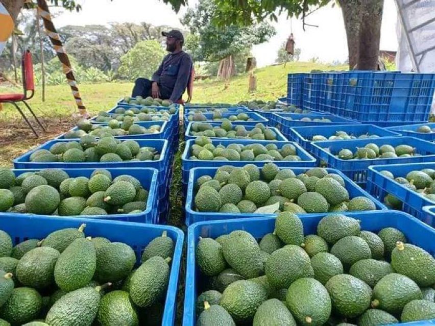 Would you like to invest in avocado 🥑 farming ?