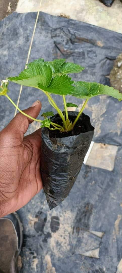 impact_afrika's tweet photo. It all starts with one seedling, on and on to a bountiful harvest and steady income from fruits.@ICRAF @WFP_Kenya @FAOKenya https://t.co/iHkgkRpapc