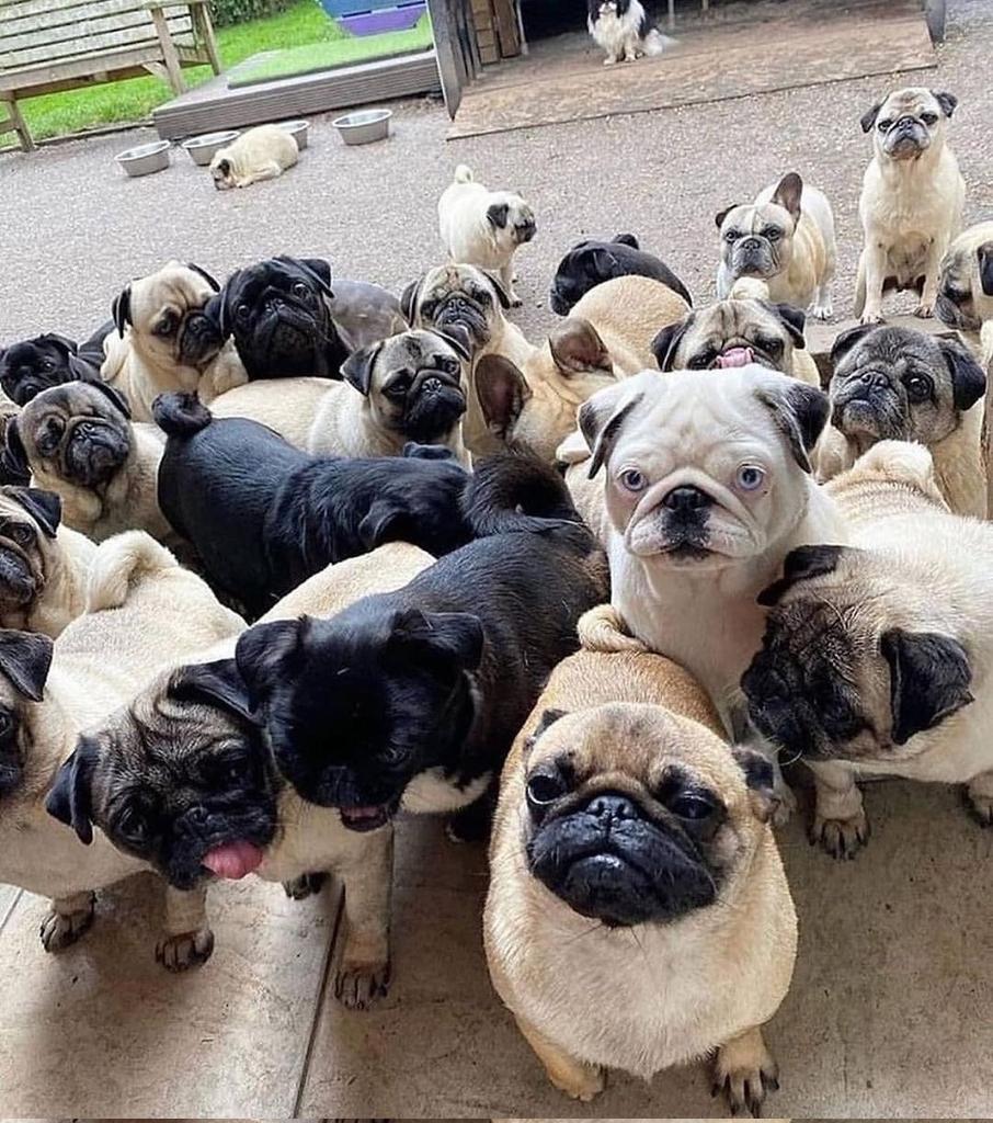 Pug Heaven USA tweet media