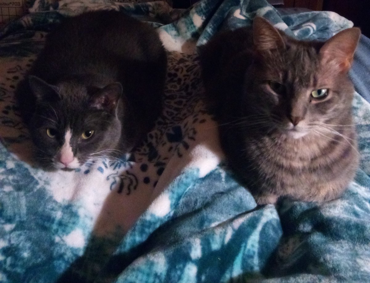 LL1135oc's tweet photo. @cat_tsukushi_jp Time to get out the blankets for winter cuddles 😻 Stay warm Tsukushi ☮️🐾 https://t.co/ojz4i60mD7