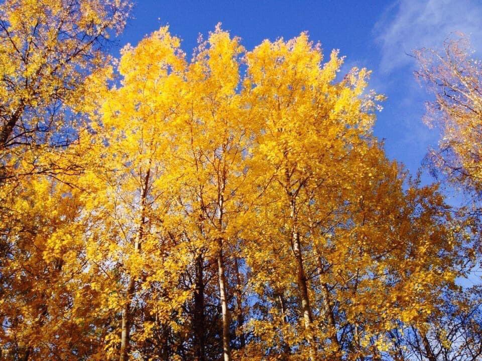 FinlandPictures's tweet photo. Lokakuun kauneutta!🍂🌅🍂💙🇫🇮 #lokakuu #syksy #suomi #finland https://t.co/uy2SdeMTrh