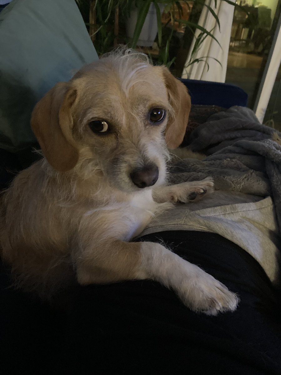 karjohnsonwrite's tweet photo. @Annaleen My dog, Disco, is skeptical. https://t.co/GPLvIwk4uC