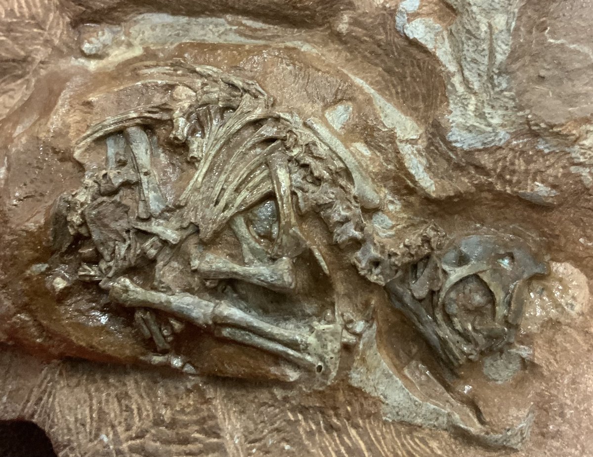 OriginsCentre's tweet photo. #FossilFriday We're excited to have beautiful Massospondylus eggs and embryos coming to Origins Centre on 22 October, with the awesome @Kimi_Chap
1 day only to see these 200 million year old Dino babies
#dinosaur
Our penultimate #Wits100 #centenaryobject https://t.co/QJ5MB2KkNp