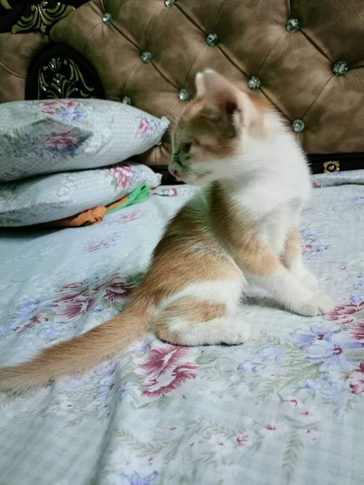 CatLoversAsso's tweet photo. They are brothers and they are friend. They always stay together.
#cat #calover #catlovers #CatsofTwittter #CatholicTwitter https://t.co/uH6FdCh6C7