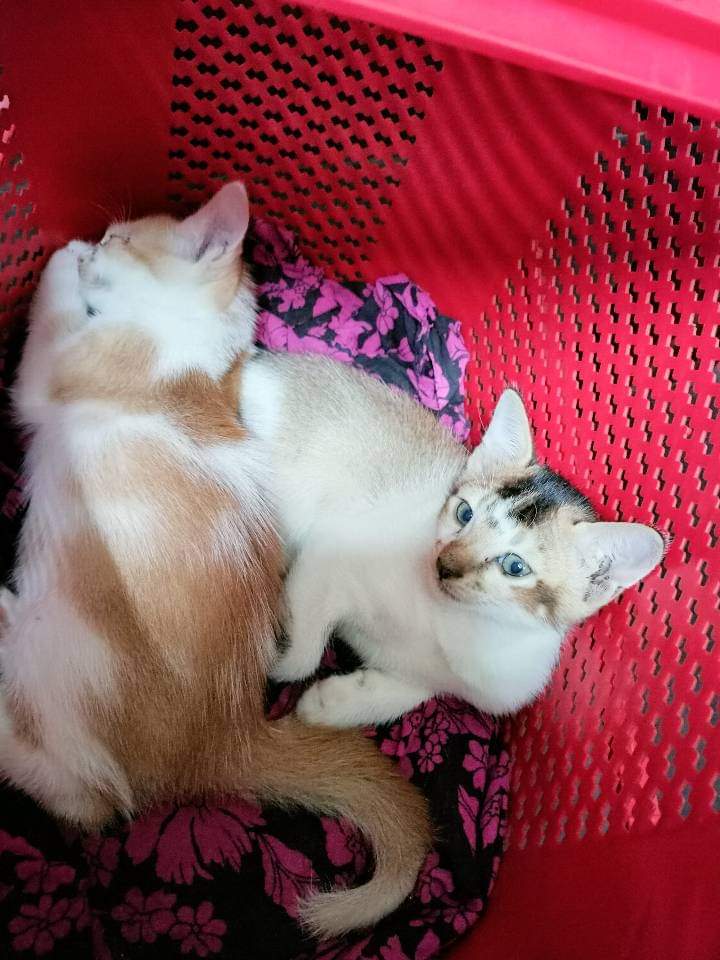 CatLoversAsso's tweet photo. They are brothers and they are friend. They always stay together.
#cat #calover #catlovers #CatsofTwittter #CatholicTwitter https://t.co/uH6FdCh6C7
