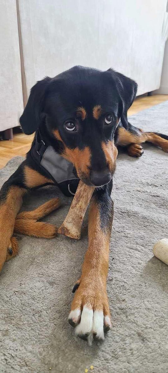 Here's today's guy, Theodore, from "Every Dog Has Its Day." If you can pledge to help defray a Rescue's costs in saving him, please reply to this tweet and please RT his bio

m.facebook.com/story.php?stor…