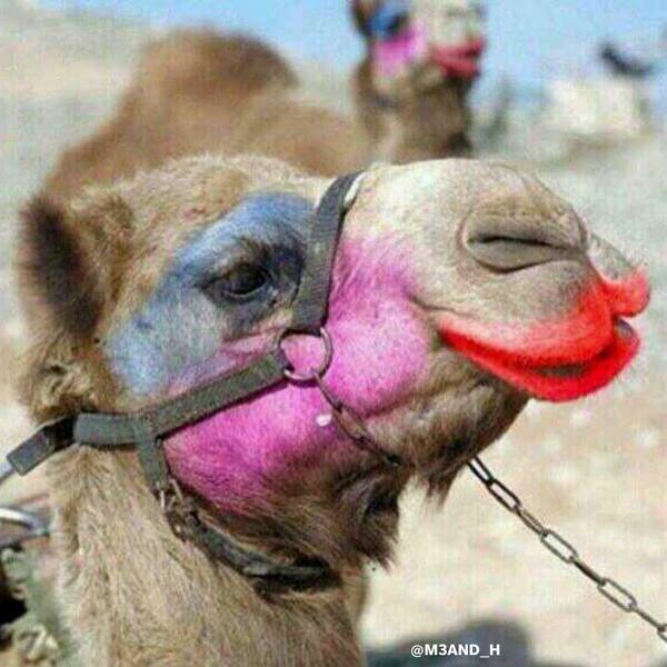 zig_nic's tweet photo. @ChipsOise2 .... et de belles chamelles aussi ... 😋 https://t.co/w0a1960M5I
