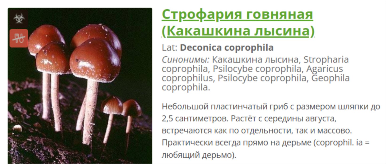 Гриб Какашкина лысина