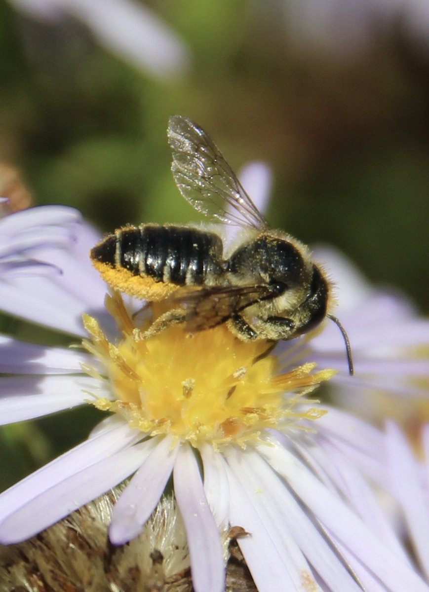 ChroniqueJardin's tweet photo. En automne aussi ! Petite Mégachile sp. avec sa brosse ventrale chargée de pollen. #AbeilleSauvage #Jardin https://t.co/QE9L0n51T1