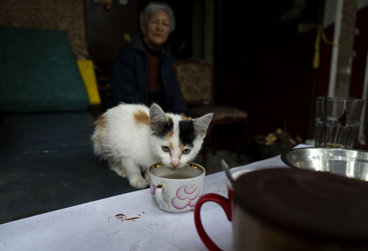 Feline Defence Force 🇺🇦 tweet media