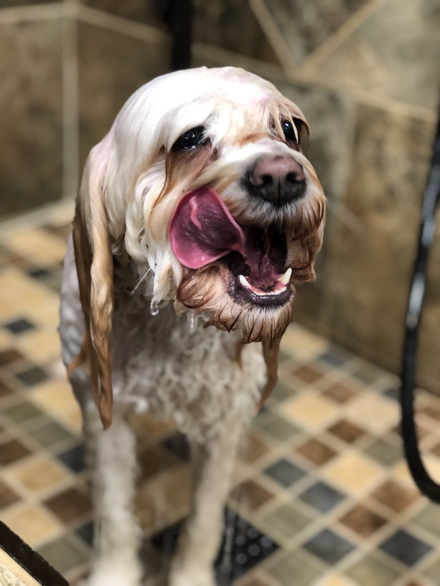 hanbrooksnah's tweet photo. ⁦@Mythical⁩ #readypetgo #gmmreadypetgo please make Lola a star https://t.co/Qe2jBqe8zn