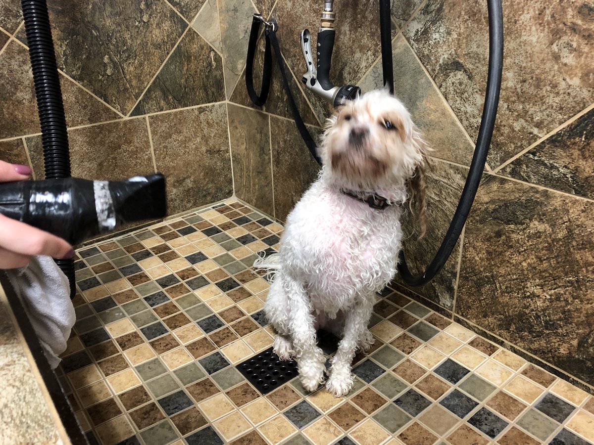 hanbrooksnah's tweet photo. ⁦@Mythical⁩ #readypetgo #gmmreadypetgo please make Lola a star https://t.co/Qe2jBqe8zn