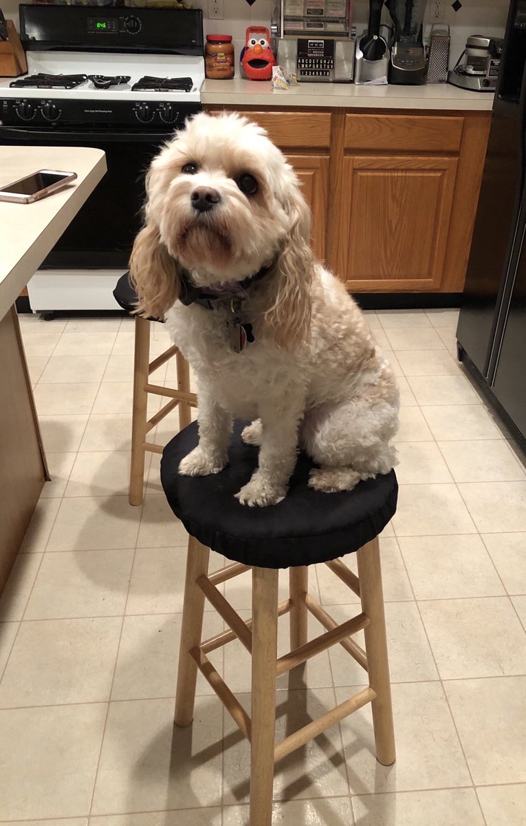hanbrooksnah's tweet photo. ⁦@Mythical⁩ #readypetgo #gmmreadypetgo please make Lola a star https://t.co/Qe2jBqe8zn