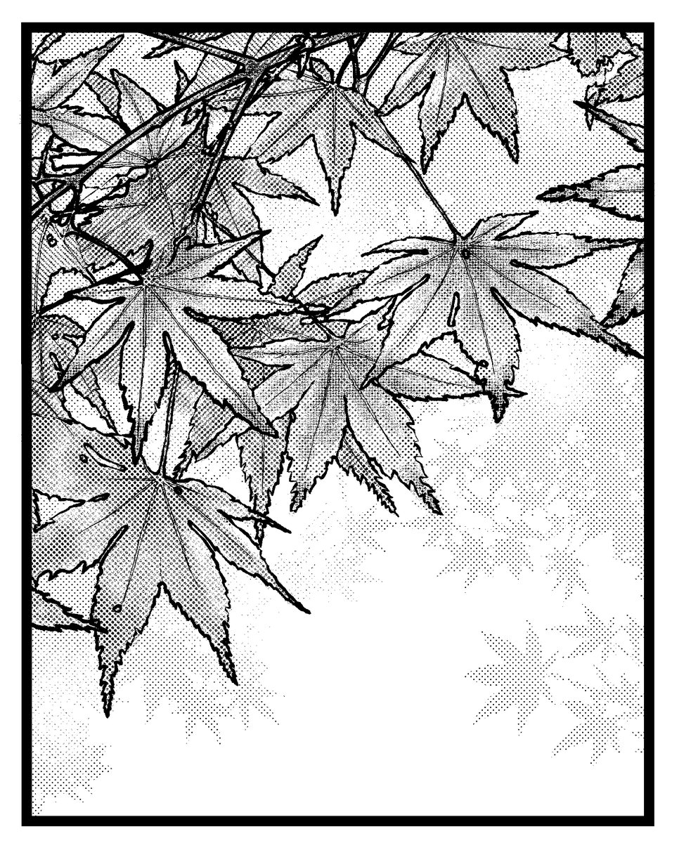 もみじ描きました。
(無料写真トレースです。) 