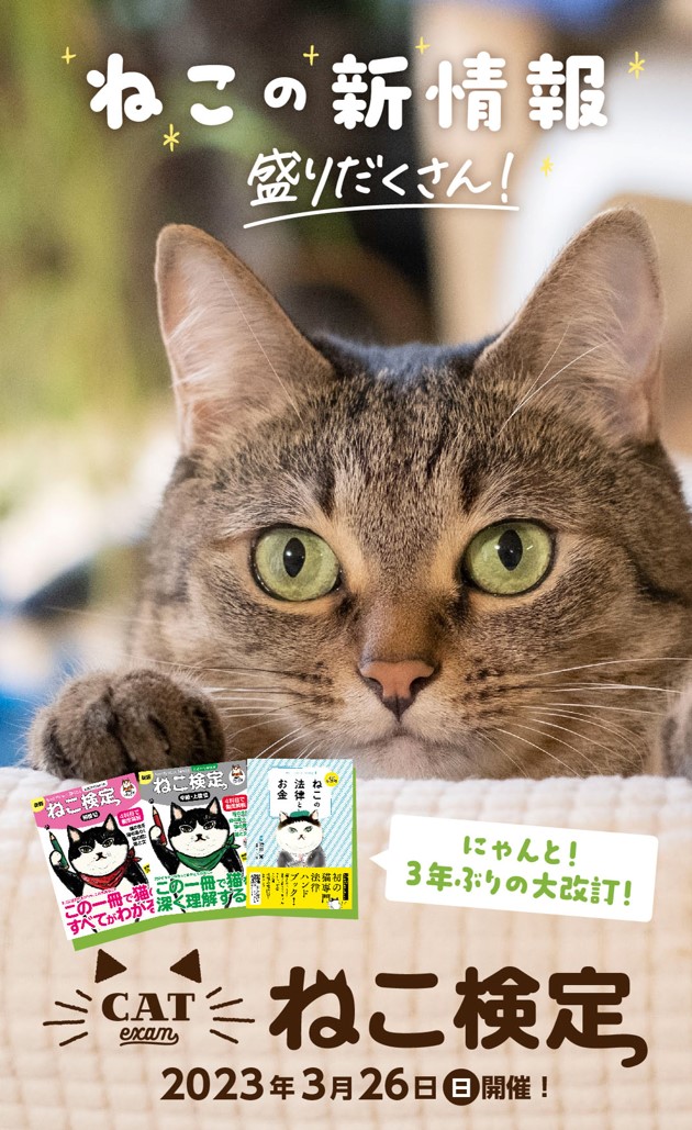 素晴らしい チャコ猫 購入専門です 様専用 sushitai.com.mx