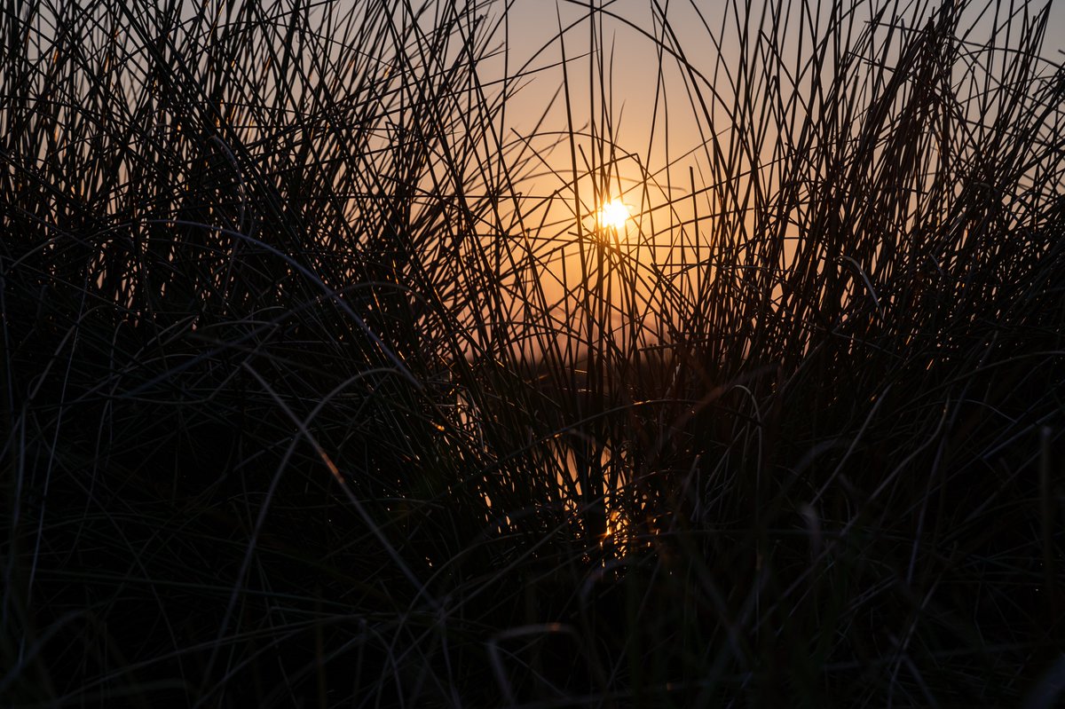 HarrisonPhair's tweet photo. Sunset over Little Woolden Moss #lakes
#Peat #Bog
🌅🌿🌤🌫
#sssi #siteofspecialscientificinterest
#peatbog #woolden #salford #chat #moss #chatmoss #countryside #landscape #sunset #nikon #z6 #300pf
#ancient #pond #boggy #reeds
#Nature #dusk #Tranquility #Evening #Reflection #Sky https://t.co/FekJDYyWay