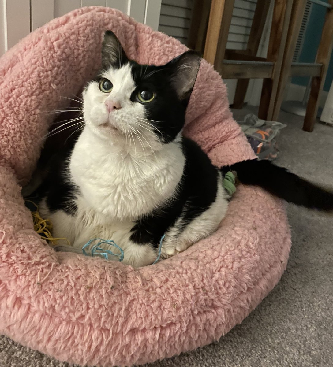 Nibbler_Cat's tweet photo. Still feelin sick https://t.co/72Ah2rAz7c