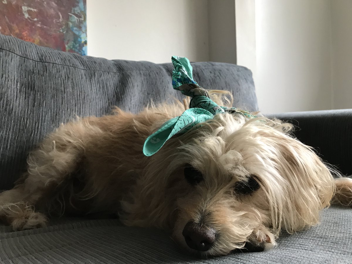 Every well-dressed pet (like Daffy) is wearing a Canteen Australia fund-raising bandana helping young people affected by cancer. ACC staff & their pets support this annual event, buying bandanas from the Roma office and Cannon Hill reception @CanteenAus #dogs #charity #pets #cute