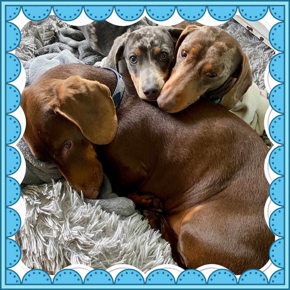 pookienewf's tweet photo. @missgeog92 My 3 looney tunes! https://t.co/7z25N80sRL