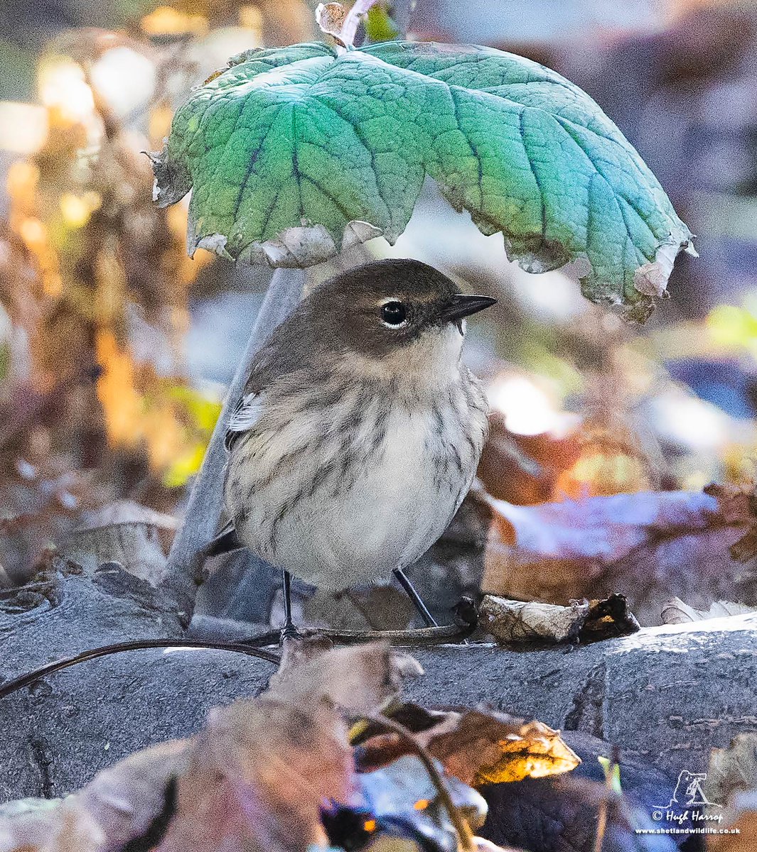 When you forget your umbrella, there's always a Sycamore leaf...

Myrtle Warbler in the leaf litter and beautiful dappled Autumn light at Ellister, #Shetland.