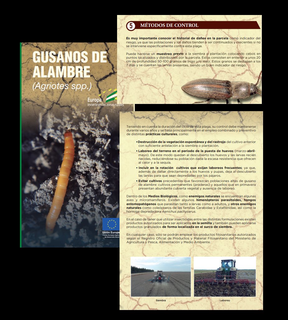RAIF_noticias's tweet photo. ¿Qué métodos son eficaces para el control del gusano de alambre (Agriotes spp)?
#agriotes #RAIF
https://t.co/Bw5khAsDk8 https://t.co/XmOHBq5gmn