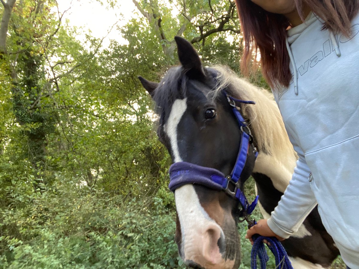 MerlinBakery's tweet image. Picolo enjoying his outing🐴
#equestrian #Horses