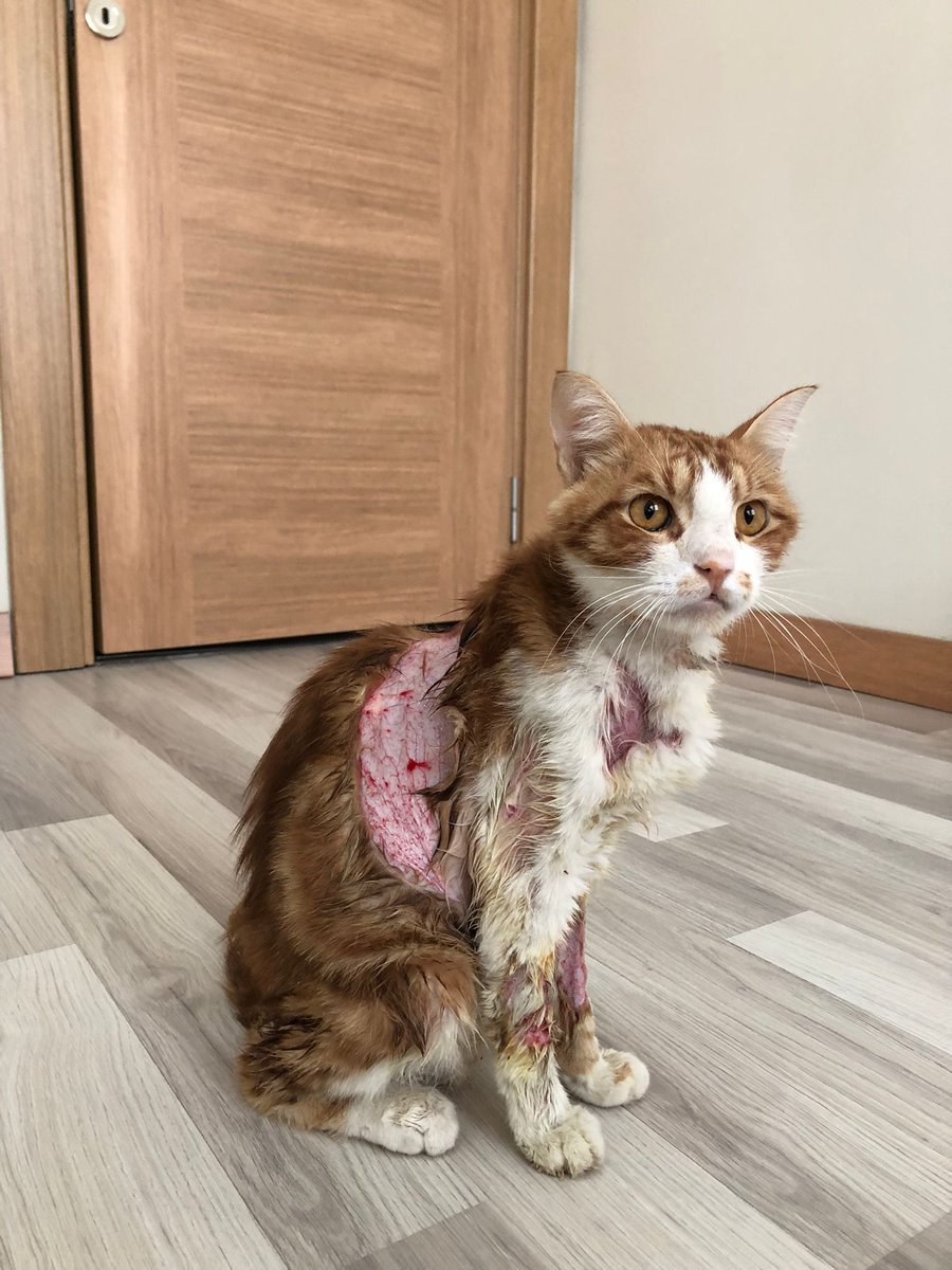 masum_gozler's tweet photo. Şanlıurfa'da bulunan Ateş Veteriner Kliniğinin eserini paylaşıyorum. Lutfen paylaşın ki görmeyen duymayan kalmasın! 
@sanliurfabld @UrfaValiligi @SanliurfaDKMP Bu kedi hemde jir klinikte bu hale nasıl gelir!
@AyhGinaGeldi https://t.co/8BCwjHOfcT
