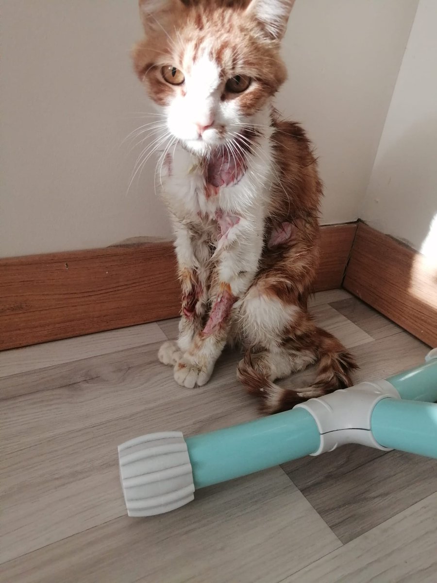 masum_gozler's tweet photo. Şanlıurfa'da bulunan Ateş Veteriner Kliniğinin eserini paylaşıyorum. Lutfen paylaşın ki görmeyen duymayan kalmasın! 
@sanliurfabld @UrfaValiligi @SanliurfaDKMP Bu kedi hemde jir klinikte bu hale nasıl gelir!
@AyhGinaGeldi https://t.co/8BCwjHOfcT