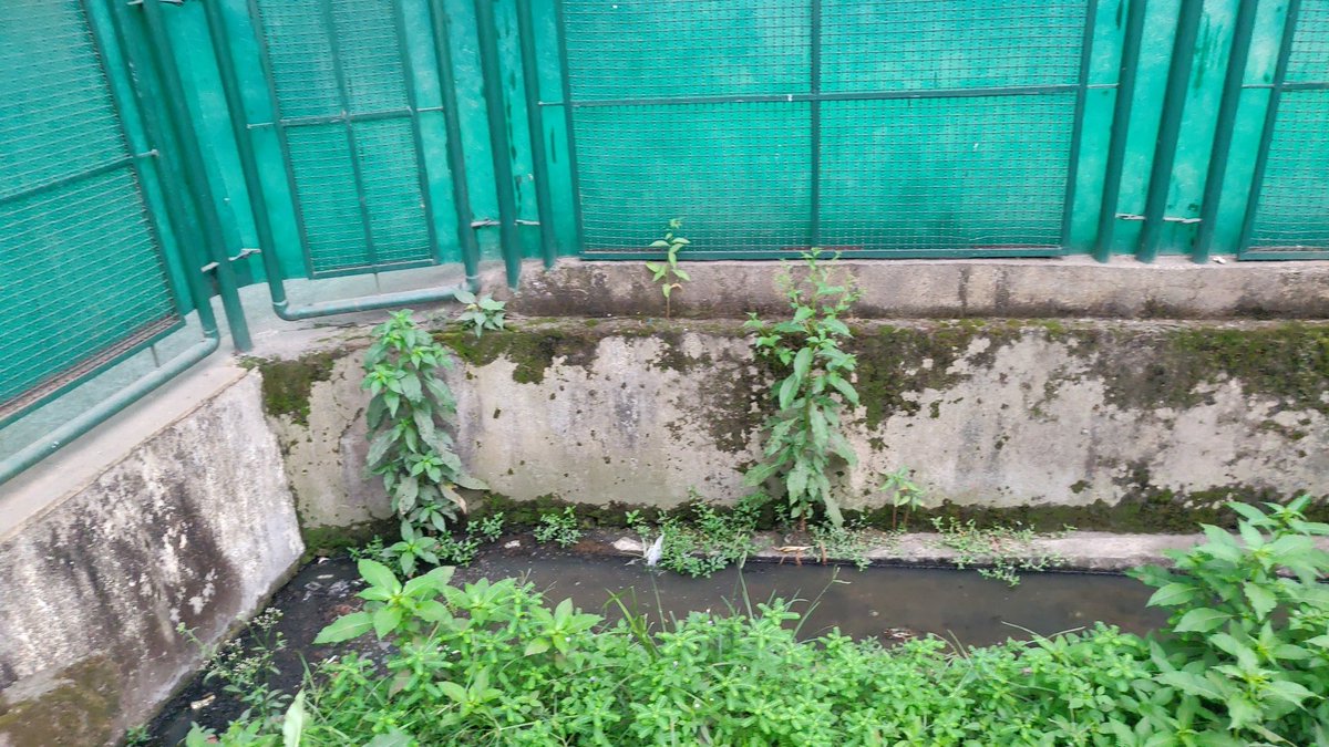 ravishkumarpp's tweet photo. @TMCaTweetAway 
Uncovered drainage in front of Sri Ma Lilies Kindergarten School Patlipada Thane. 
Makes it risky for small children accidentally tumbling into gutter. https://t.co/acEayyGZXQ