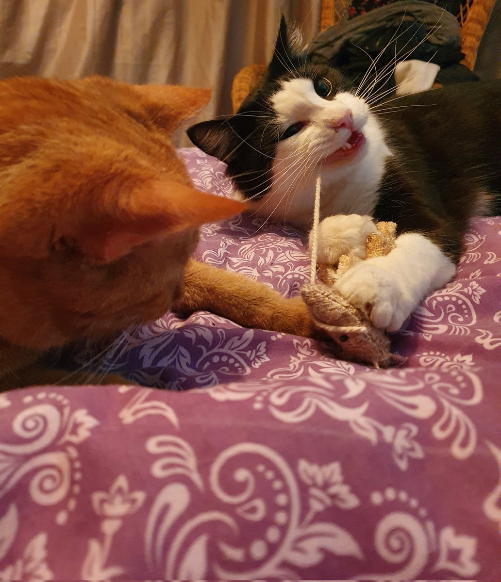 Starsky3Hutchin's tweet photo. Good morning! - Happy #Friday πΊ Remember back in June when I lost Chew Chew? My favourite, favourite toy ever. We've found him - Yay! He was snug as a bug in a boot π€ - Hugs & Purrs from a happy Starsky x
#GingeAndTuxi #cattoy #ContentKitty #FridayFeeling #cats #CatsOfTwitter https://t.co/6FOTeTn06Z