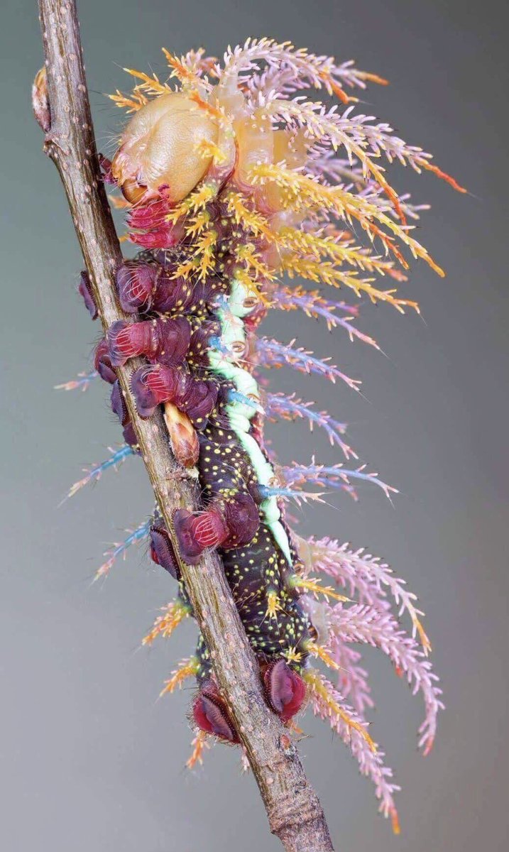 belgeseIdunyasi's tweet photo. 🐛Gösterişli renkleriyle bir "Şaman Tırtılı". https://t.co/BT7domm6m8