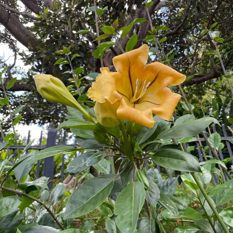🪙 Commonly known as the golden chalice vine, Solandra maxima is a flowering plant endemic to Mexico and Central America. #romastreetparkland ​📷 : @gwennyrg/IG

#goldenchalice #flower #vine