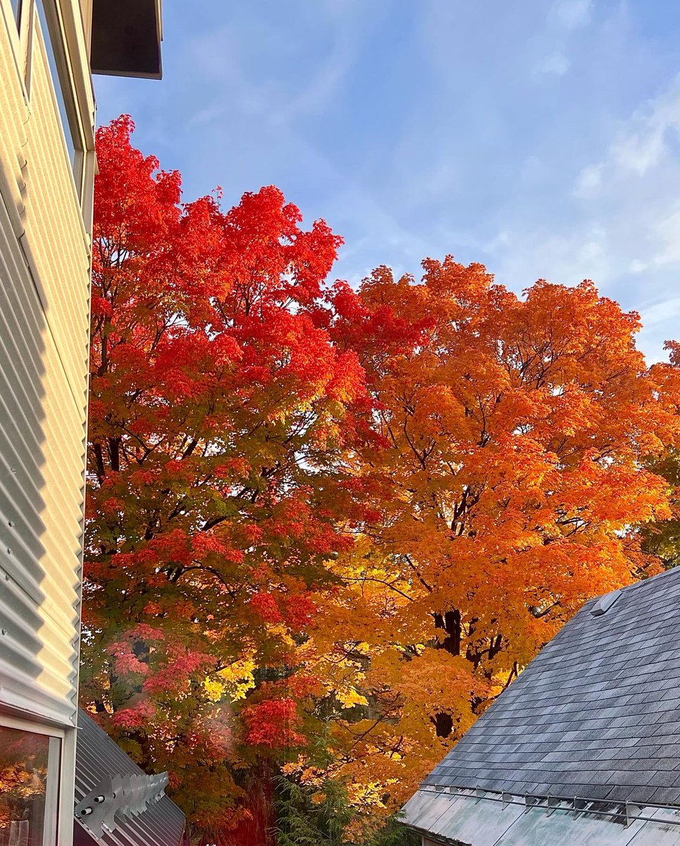 Monday Tuesday Thursday. Amazing. #Ottawa #Canada #fall #fallcolors