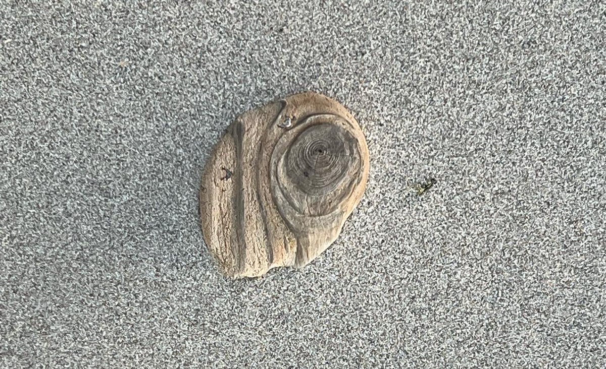 claire_ohl's tweet photo. #beachcreature #thingsifindwhilewalking #creativity https://t.co/jGlGFzRz4Z