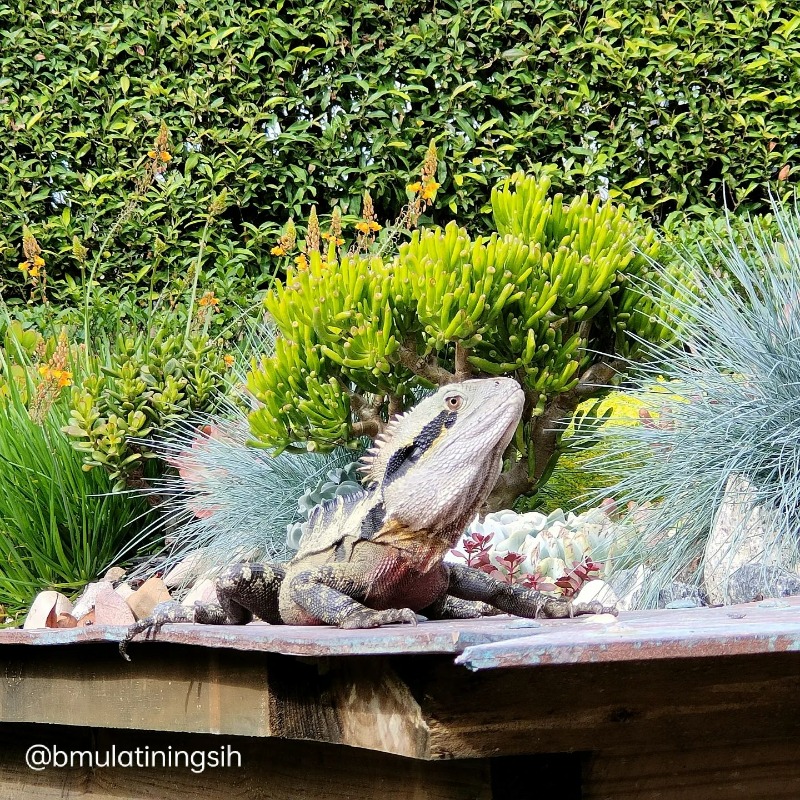 😎 Cold-blooded creatures like eastern water dragons bask in the sun to control their body temperature. The warmth from the sun raises their internal body temperature and stimulates their metabolism. #romastreetparkland ​📷 : @bmulatiningsih/IG #waterdragon #reptile #wildlife