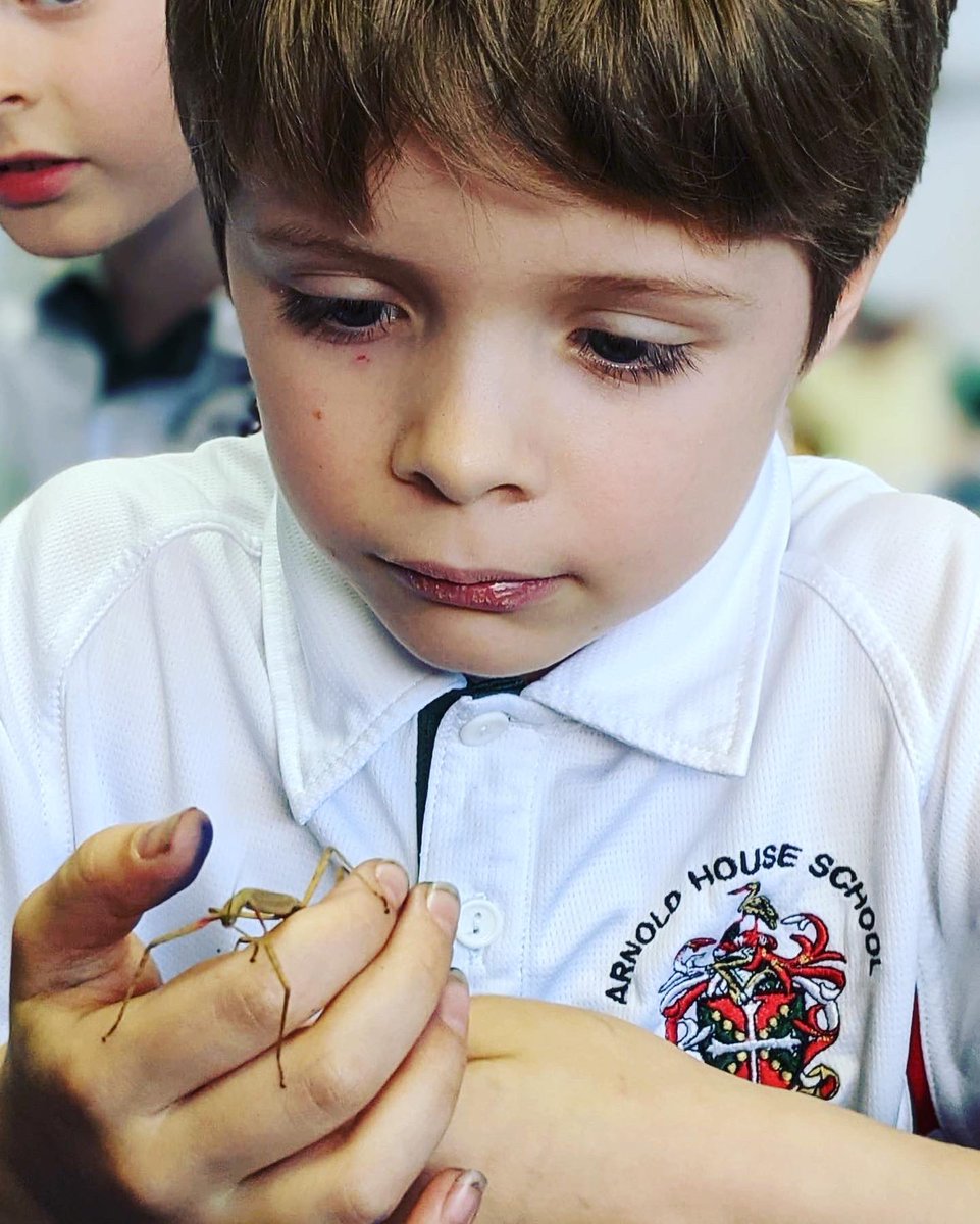 ArnoldHouseSch's tweet photo. Year 4 were delighted to meet Shakespeare the stick insect brought in by one of the boys! #bringyourpettoschool #stickinsectsofinstagram #arnoldhouseschool https://t.co/0GTN3mnVPs