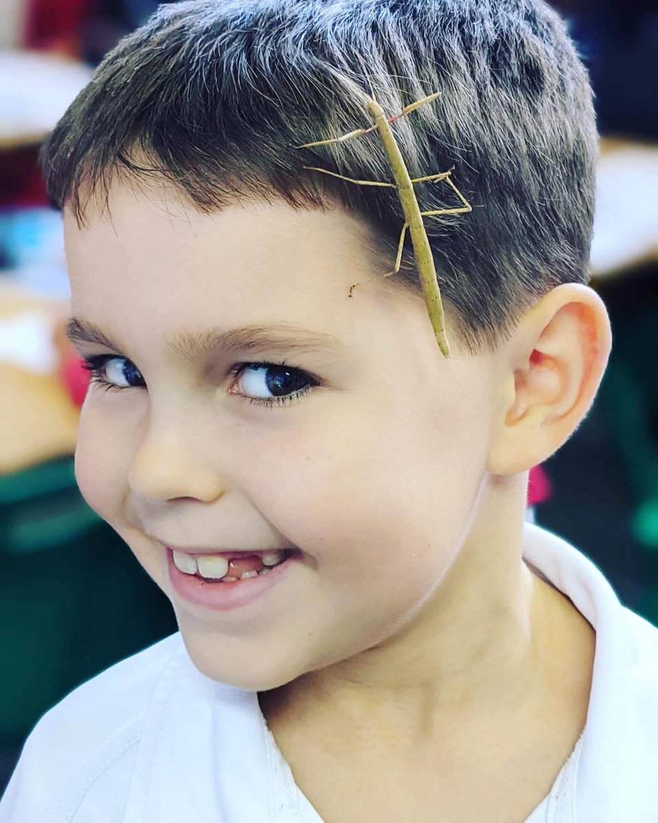 ArnoldHouseSch's tweet photo. Year 4 were delighted to meet Shakespeare the stick insect brought in by one of the boys! #bringyourpettoschool #stickinsectsofinstagram #arnoldhouseschool https://t.co/0GTN3mnVPs