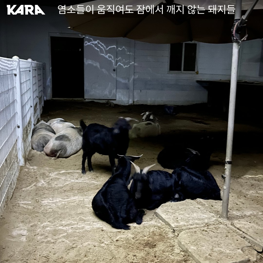 ekara_org's tweet photo. 똑똑똑, 미니 팜 생츄어리의 밤에 초대합니다!🌚
활동가들이 주로 방문하는 낮 시간이 아닌 밤에 미니 팜 생츄어리를 방문하게 되었습니다. 미니 팜 생츄어리 식구들은 밤에 무얼 하면서 지낼까요? 
👉 자세히 보기 https://t.co/YbLFQPLqLN https://t.co/ISbZgoquYj