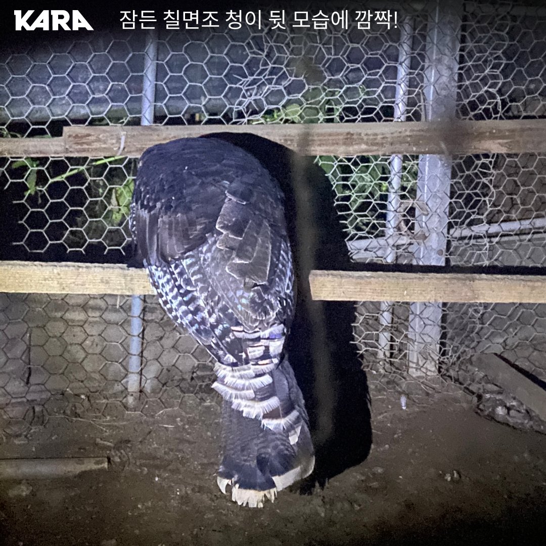 ekara_org's tweet photo. 똑똑똑, 미니 팜 생츄어리의 밤에 초대합니다!🌚
활동가들이 주로 방문하는 낮 시간이 아닌 밤에 미니 팜 생츄어리를 방문하게 되었습니다. 미니 팜 생츄어리 식구들은 밤에 무얼 하면서 지낼까요? 
👉 자세히 보기 https://t.co/YbLFQPLqLN https://t.co/ISbZgoquYj