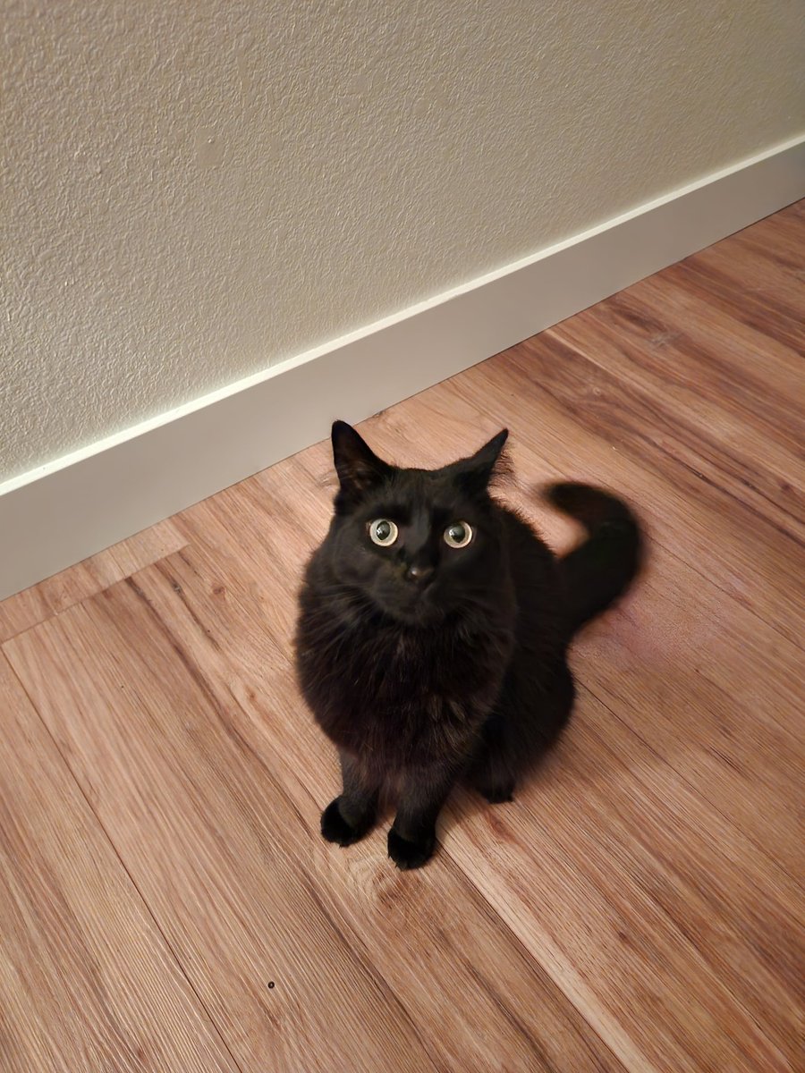 Your_Katalyst's tweet photo. @taylornation13 Luna is always ready for #MayhemaTilTheMorning #TSmidnighTS 
 Zoomies at midnight 🙄😂 https://t.co/yYXRCmuhQv