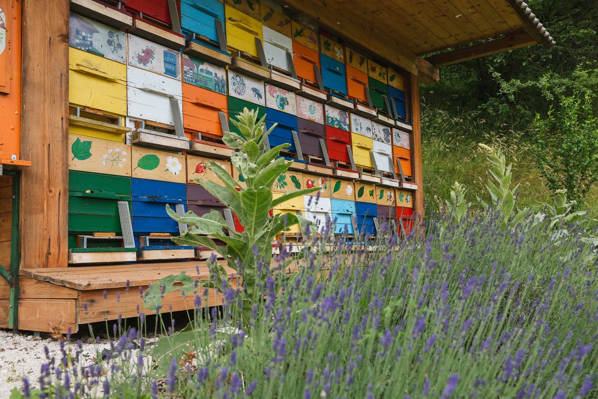 BledSlovenia's tweet photo. How well do you know bees? 🐝 If you visit Kral's apiary in the settlement of Selo pri Bledu, you will surely learn a lot about the beekeeper's tradition, life and importance of bees ➡ https://t.co/Xgw5f2PrJt 🙂

#BledLocalSelection #lakebled #ifeelsLOVEnia 
📸 Boris Pretnar https://t.co/wdaozKtflk
